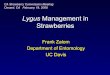 Lygus Management in Strawberries · 2016-10-20 · • Monitor strawberries in spring to determine when first adults appear to establish the second biofix • Monitor strawberries