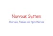Nervous System · PDF file Structures of the Nervous System 1. Neuron - cell of the nervous system 2. Nerve - bundle of neurons with connective tissue and blood vessels 3. Brain -