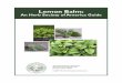 Lemon Balmdocshare01.docshare.tips/files/21803/218031636.pdf · 2016-06-21 · & Herb Garden, a retail garden center and gift shop in Franklinville, New Jersey. Lorraine is a regular