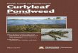 Biology, Ecology and Management of Curlyleaf Pondweedmsuinvasiveplants.org/documents/mt_noxious_weeds/Curlyleaf_pondweed.pdfwaterfowl. In one study comparing a variety of aquatic plants,