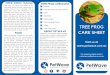 Tree Frog Care Sheet - PetWave · TREE FROG (Litoria) Tree frogs are docile and known to be comfortable around humans, making them a popular choice of pet in Australia. With a broad