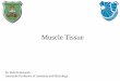Muscle Tissue - JU Medicine · PDF file Functions of muscle tissue Movement Maintenance of posture Joint stabilization Heat generation eh Tendon Tendon Belly . Types of Muscle Tissue