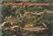 S23 Wheat Diseases (1984) · varieties are probably caused by some other virus. 4 5. Soil-borne mosaic susceptible and resistant varieties. Wheat spindle streak virus has been reported