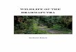 WILDLIFE OF THE BRAHM Wildlife.pdf · PDF file Buragohain, Assistant Conservator of Forests, Northern Range, Biswanath Ghat, Kaziranga National Park and Mr Ashok Das, Range Forest