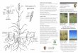 University Press of Kansas, 2005. Clark, Lynn G. and ... · The “BIG FOUR” grasses of the tallgrass prairie ecosystem Big bluestem - 24 - 84 in. Andropogon gerardii Matures: July