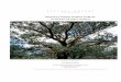 REMNANT WILIWILI FOREST HABITAT AT WAILEA 670, MAUI, …altenber/DISTRIB/Wailea670.v1.pdf · Hawaiian plants. 2. The wiliwili trees (Erythrina sandwicensis) and other Hawaiian species