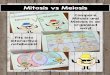 Mitosis vs Meiosis - Żaluzje...Mitosis vs Meiosis Compare Mitosis and Meiosis in an organized way! Fits into interactive notebooks! Thank you for purchasing my activity! 3OHDVHGRQ·WIRUJHWWRUDWH