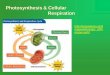 Photosynthesis & Respiration - Plainview photosynthesis cellular respiration fermentation energy source