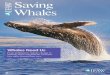 Saving Whales - Amazon S3 · 2017-09-20 · Gray whales. Turning Down Industrial Noise Fewer than 150 Western Gray whales remain alive today, and their only known feeding ground is