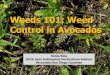 Weeds 101: Weed Control in Avocados · • Growers rank weeds as the number one barrier to organic production (Walz, 1999). • In approaching weed management within an organic system,
