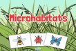 Thursday 18th June 2020 · Microhabitats Enquiry - Survey Look carefrallg at your two habitats. Count up the number oj each kind oj minibeast that youftnd there. Minibeast