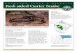 Red-sided Garter Snake - Colorado Parks and Wildlife...populations of red-sided garter snakes are associated with populations of amphibians. Species Distribution Range The red-sided