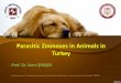 Parasitic Zoonoses in Animals in Turkeytmc-online.org/images/37_kongre/sami_simsek_1.pdf · zoonoses in Turkey. Toxoplasmosis •Toxoplasmosis is an important parasitic zoonosis in