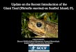 Possible Introduction Mechanisms, Movement …...• Cane toads are a great option for high school/college dissections instead of native bull frogs (L. catesbeianus) or green frogs