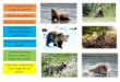 C’est l’automne, l’oursdelecole-alamaison.com/wp-content/uploads/2018/12/...C’est le printemps l’ourson a grossi, il mange des plantes. C’est l’été, il fait haud. L’ours