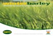 Winter Barley TB150513 - KWS Saat malting barley purchases come from winter varieties. Feed barley,