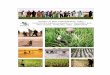 System of Rice Intensification (SRI) - Community …sri.ciifad.cornell.edu/countries/mali/MaliAfricare...System of Rice Intensification (SRI) - Community-based evaluation in Goundam