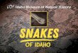 SNAKES - Idaho State University...Snakes of Idaho chronicles the wide range of snakes that make Idaho their home. Noted biologist Dr. Charles “Chuck” Peterson takes the visitor