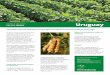 Uruguay - ISAAA. · PDF file In 2017, Uruguay planted biotech soybeans and maize on 1.14 million hectares, a 13% decrease from 1.29 million hectares in 2016. Consistent with other