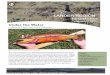 the wyoming game & fish department LANDER REGION newsletter · 2016-03-02 · bags lakes (hereafter referred to as the Saddle-bags lakes) were temporarily lost after 1993. Golden