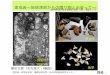 榎並 最終講義20190316 最終版 - ocw.nagoya-u.jp · Amphiboles: Crystal Chemistry, Occurrence, and Health Issues F.C.Hawthorneほか編（2018） Reviews in Mineralogy & Geochemistry