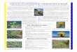 YELLOW STARTHISTLE: Options for control - Washington · 2016-09-29 · Yellow starthistle (Centaurean solstitialis L.), a member of the Sunflower family, is a class-B noxious weed