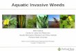 Aquatic Invasive Weeds · Introduction . Management of aquatic weeds is complicated because: Many species are easily confused with native or legally imported species Common names