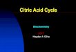Citric Acid Cycle - WordPress.com · 09-02-2017  · The reactions of the citric acid cycle n Succinateis dehydrogenated by succinate dehydrogenaseto generate Fumarate, and FADH2(the
