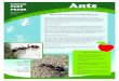 Colorado PEST Ants - Colorado State University · PDF file ants (Lasius species), odorous house ants (Tapinoma sessile), and pharaoh ants (Monomorium pharoaensis). Where do ants live?