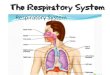 The Respiratory System · the Respiratory System • Consists of an upper respiratory tract and a lower respiratory tract. • Conducting portion transports air. • includes the
