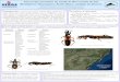 (Hemiptera: Heteroptera: Reduviidae): catálogo de …...True bugs of the World (Hemiptera: Heteroptera). Classification and natural history, Cornell University Press. Classification