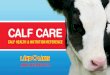 CALF CARE - Purina Mills · 2018-04-24 · AGE OF CALF PRODUCTS Birth to 6 hours LAND O LAKES® Bovine lgG Colostrum Replacement 2 to 15 days LAND O LAKES® Gammulin® 2 days to 7