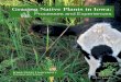 Grazing Native Plants in Iowa...Jackson’s grazing management is social-order grazing. Social-order grazing keeps animals in family units, including matriarchic extended family units