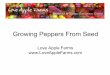 Growing Peppers From Seed - Love Apple Farms · fruits’ colors change as they mature. They grow best where summers are long and warm. Specialty sweet peppers include pimentos, frying