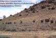 Migration Science and State Wildlife Agency Collaboration ... · and Chair of the WAFWA Mule Deer Working Group Joe Riis. Wyoming Migration Initiative Mark Gocke, ... incorporating
