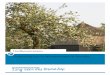 Fruitboomrassen Toepassing van fruitboomrassen in Drenthe · PDF file 2019-05-03 · Colofon Titel Toepassing van fruitbomen in Drenthe Ontwerper Landschapsbeheer Drenthe Kloosterstraat