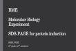 BME Molecular Biology Experiment Colony selection · 2017-09-11 · Experiment SDS-PAGE for protein induction SKKU BME 3rd grade, 2nd semester. Today Making samples Boiling the samples