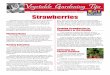 Strawberries - Louisiana State UniversityStrawberries are susceptible to many fruit rot and leaf diseases in Louisiana. Diseases of strawberries include bacterial and fungal leaf spots,