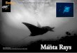 Save the MANTA RAYS :: X-Ray Magazine :: Issue 18 - 2007 · 2018-03-05 · Manta rays are not well-known for several reasons. Being solitary animals, humans have had little con-tact