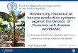 Reinforcing resilience of banana production …...Foc TR4 OUTPUT 8: Integrated management practices and systems approach improved to suppress the disease at field level 1.1. Promote
