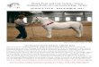 Welsh Pony and Cob Society, Africa Walliese Ponie en Cob ...wpcssa.com/wp-content/uploads/2017/12/WPCSA.NEWS2017DEC.pdf · Walliese Ponie en Cob Genootskap, Afrika NEWSLETTER –