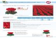 Mejoramiento del Rojo vivo compacto - 40124012Color rojo luminoso y vivo Muy buena duración de las flores Porte: el crecimiento es compacto, incluso en condiciones de cultivo cálido