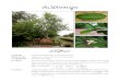ต นไม ทรงปลูก - Kasetsart Universityclgc.agri.kps.ku.ac.th/images/file/magnolia.pdfต นไม ทรงปล ก จ าป ส ร นธร ทรงปล