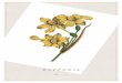 botanical-print-daffodil...Title botanical-print-daffodil Created Date 1/15/2019 11:49:54 AM
