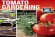 Tomato Gardening · cultivar can yield tomatoes until our first freeze. In some years, fall tomato production can exceed that of your spring garden. timing is key planting transplants