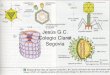 Jesús G.C. Colegio Claret Segovia - Pagina de biologia y ... · ciclo de infección en los glóbulos rojos (eritrocitos) del hombre, los gametocitos o células ger- minales y los