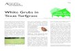 White Grubs in Texas Turfgrass - Texas A&M University...White Grubs in Texas Turfgrass Michael Merchant,Stephen Biles and Dale Mott* *Extension Urban Entomologist and Extension Agents-IPM,