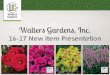 16-17 New Item Presentation - Walters Gardens · 16-17 New Item Presentation. GENERAL PERENNIALS. Allium ‘Medusa’ PPAF (Ornamental Onion) ... 1½-2ft • Zones: 3-7 . Dianthus