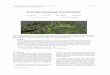 Point-Based Rendering of Forest LiDAR · 2017-03-17 · Workshop on Visualisation in Environmental Sciences (EnvirVis) (2014) Short Papers O. Kolditz, K. Rink and G. Scheuermann (Editors)