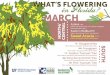 What's Flowering in March - University of FloridaTrees and shrubs blooming this month in Florida Created Date: 12/12/2019 3:40:21 PM 